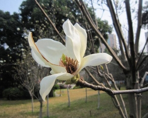 出售玉兰